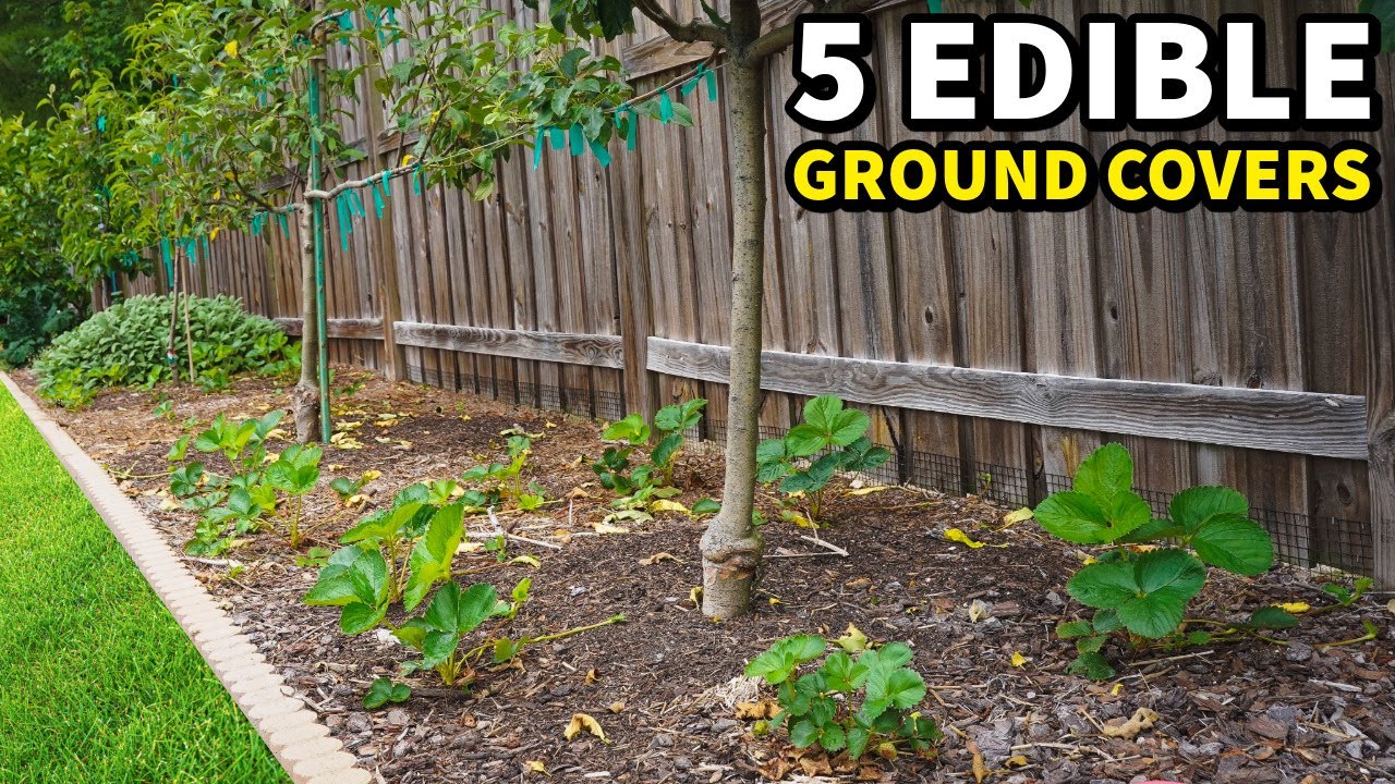 Top 5 Edible Ground Covers You Should Plant Today for Successful Companion Gardening