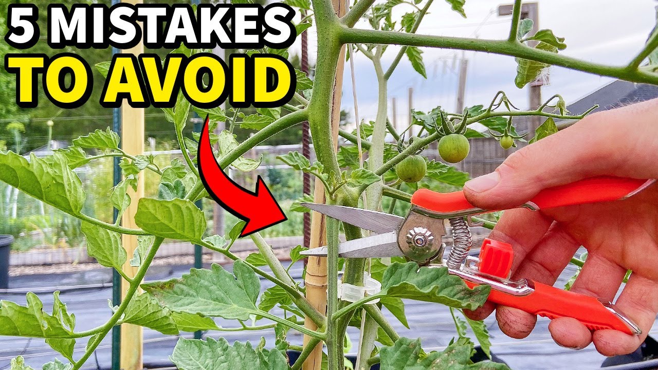 Avoid These 5 Common Tomato Pruning Errors for a Bountiful Harvest