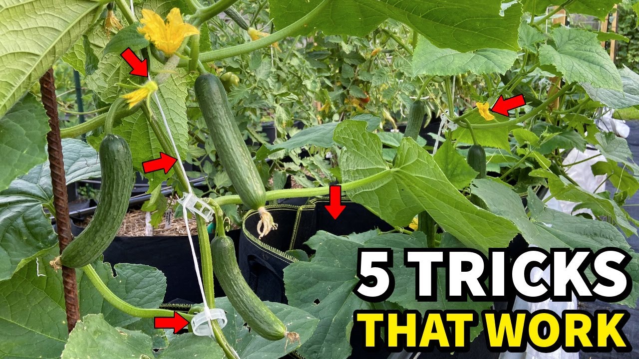 This Simple Trick Will Make Your Cucumbers Keep Producing Forever