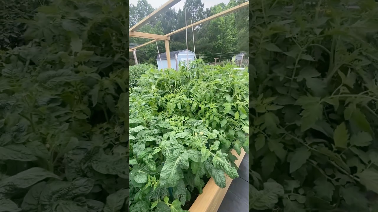 Exploring a Beautiful Tomato Garden: A Stunning Tour