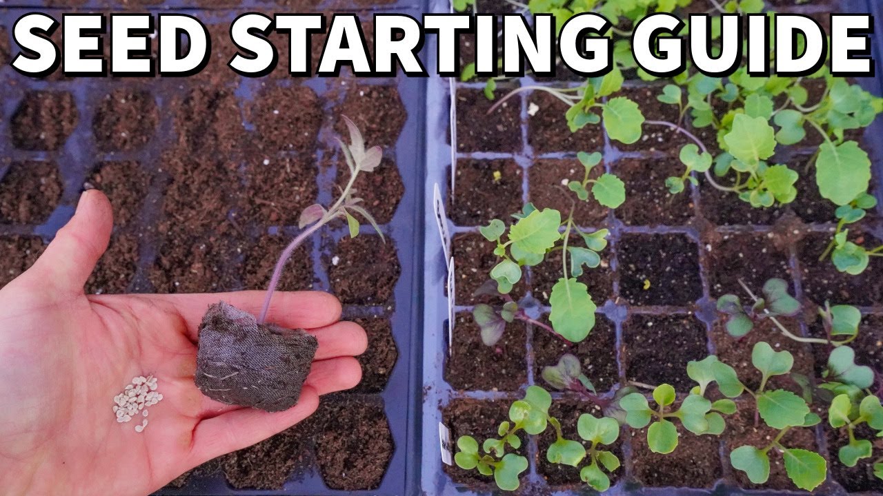 The Definitive Beginner’s Guide to Starting Seeds Indoors