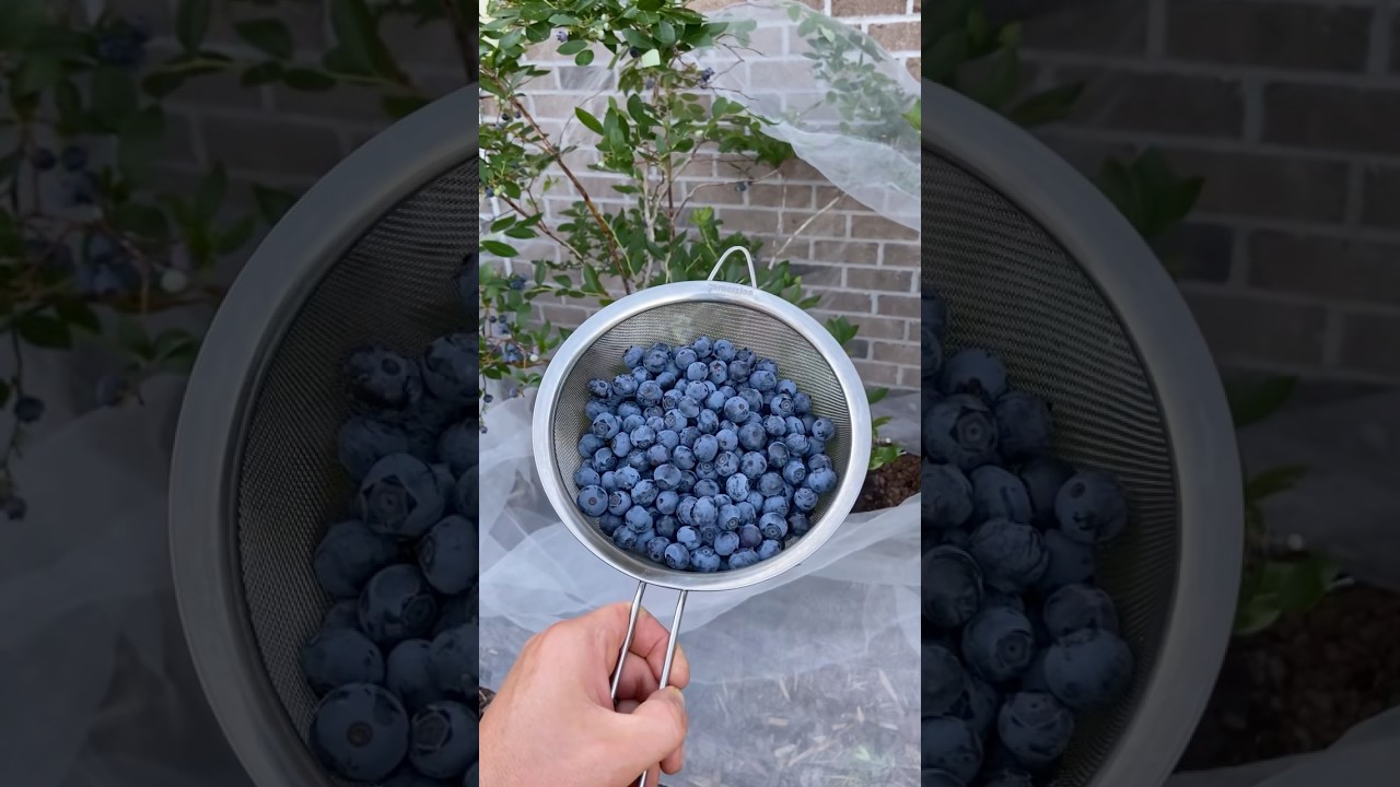 Discover the Amazing Blueberry Variety That Will Leave You Inspired