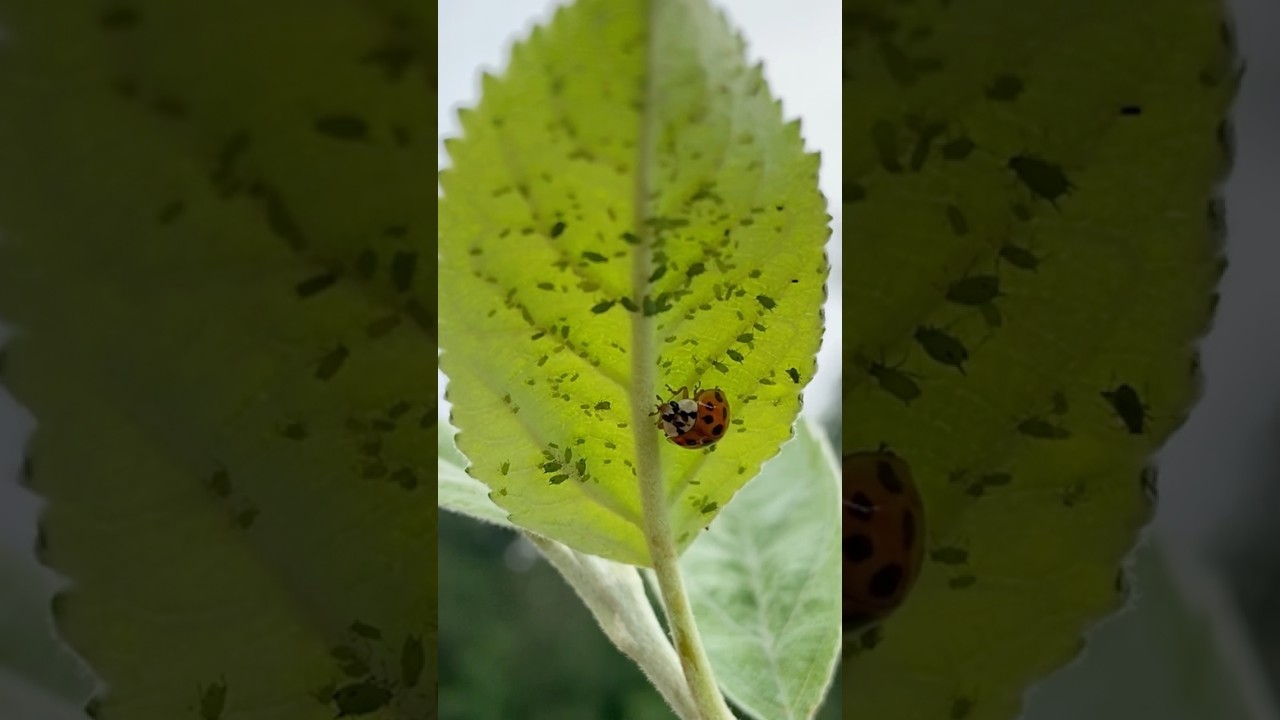 Why Ladybugs Are Truly Amazing: Discover Their Fascinating Traits