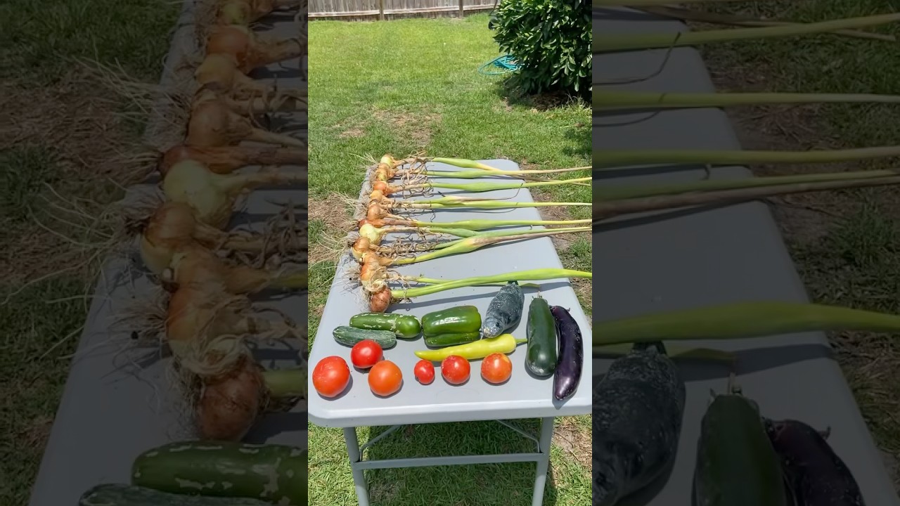 The Harvests Have Begun! 🍅🥒🧅🫑🌶️