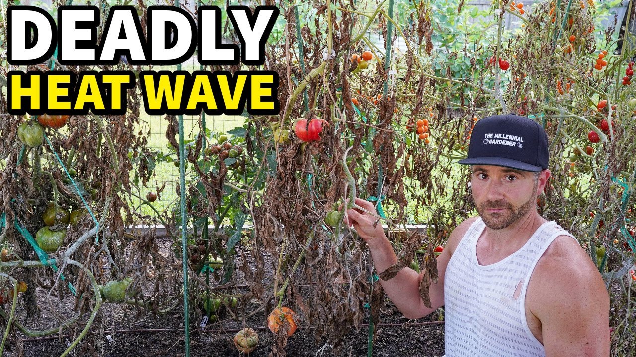 Heat Nearly DESTROYED My Garden...This Saved It
