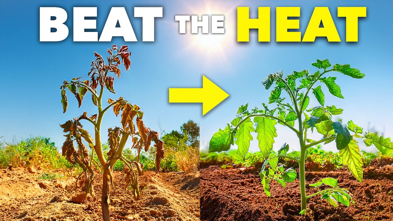 How Smart Gardeners Prepare for a Heatwave