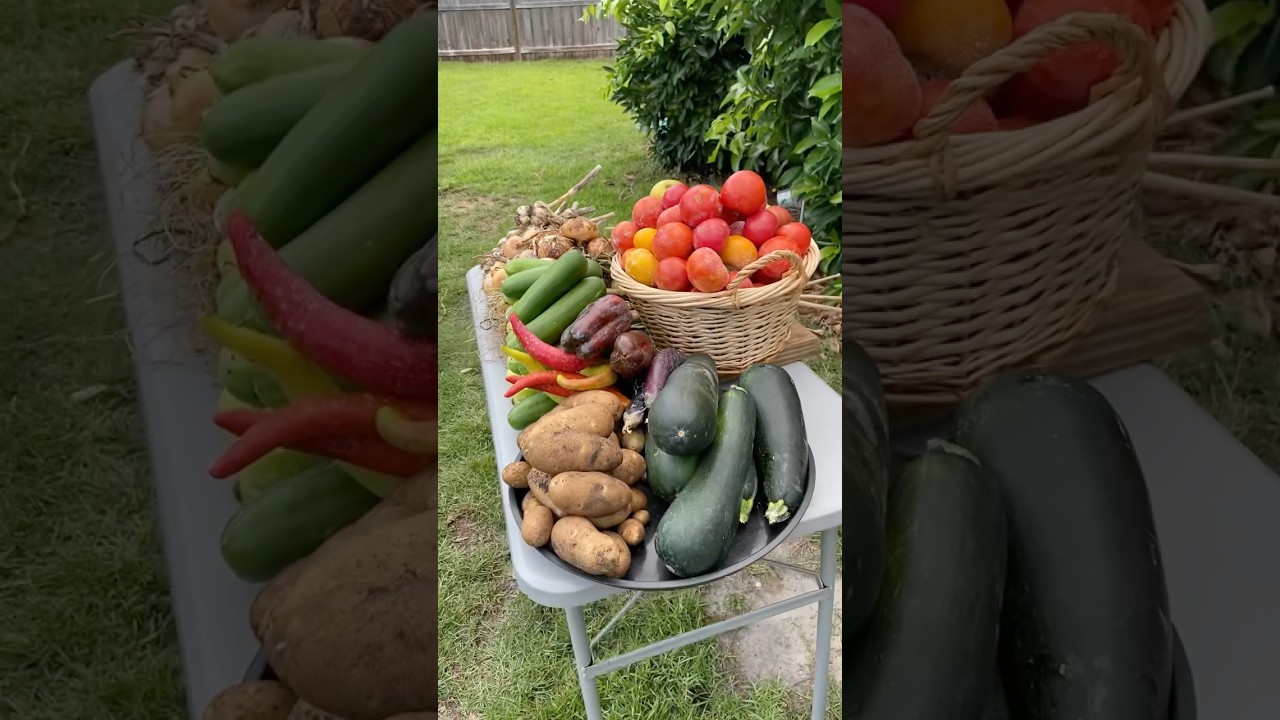 Incredible Backyard Harvest In A Heat Wave!