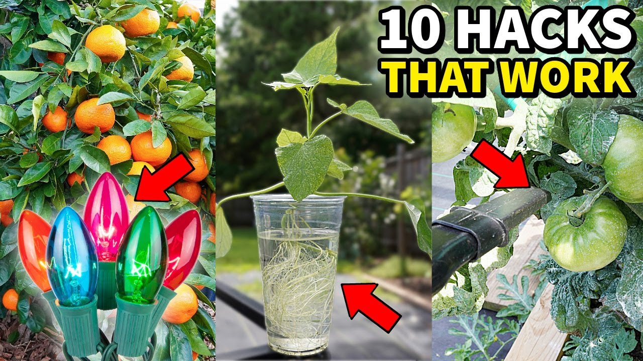 The 10 BEST Money Saving GARDEN HACKS That Actually Work