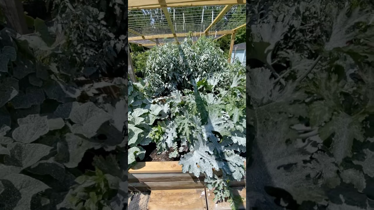 The Incredible White Powder That Shields All Your Plants Naturally