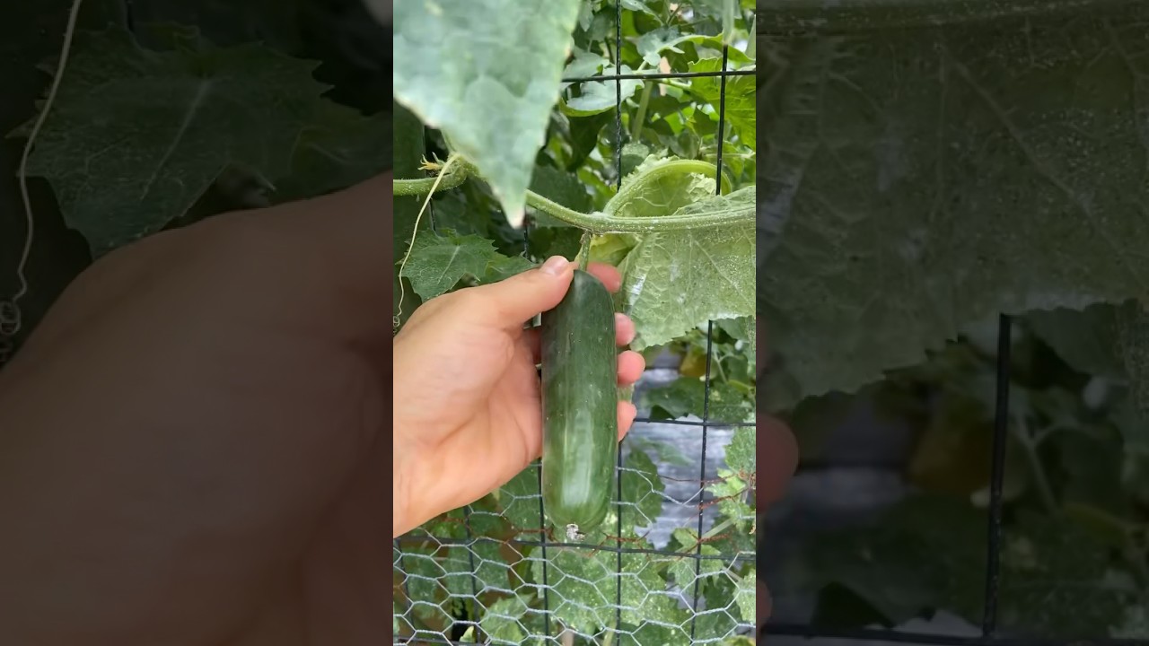 This Cucumber Is The Holy Grail Of Production