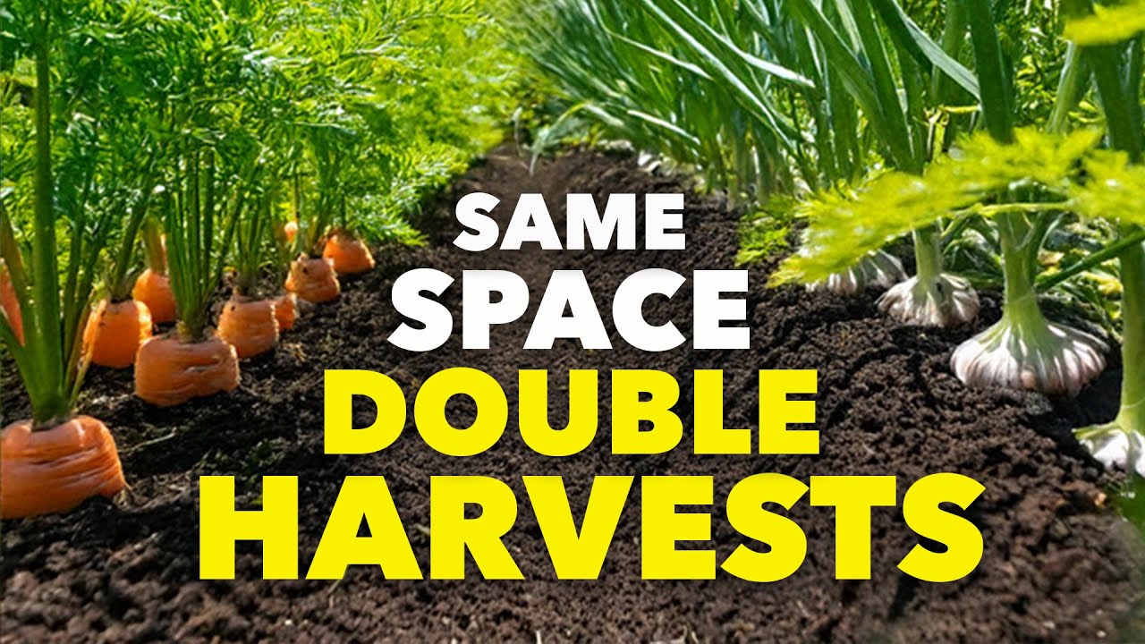 This Simple Trick That Doubles Your Harvests and Safeguards Your Crops