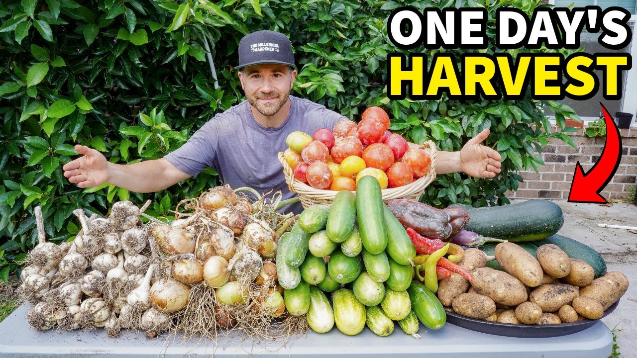 Incredible Garden Harvest Ensures We Have Food for Months