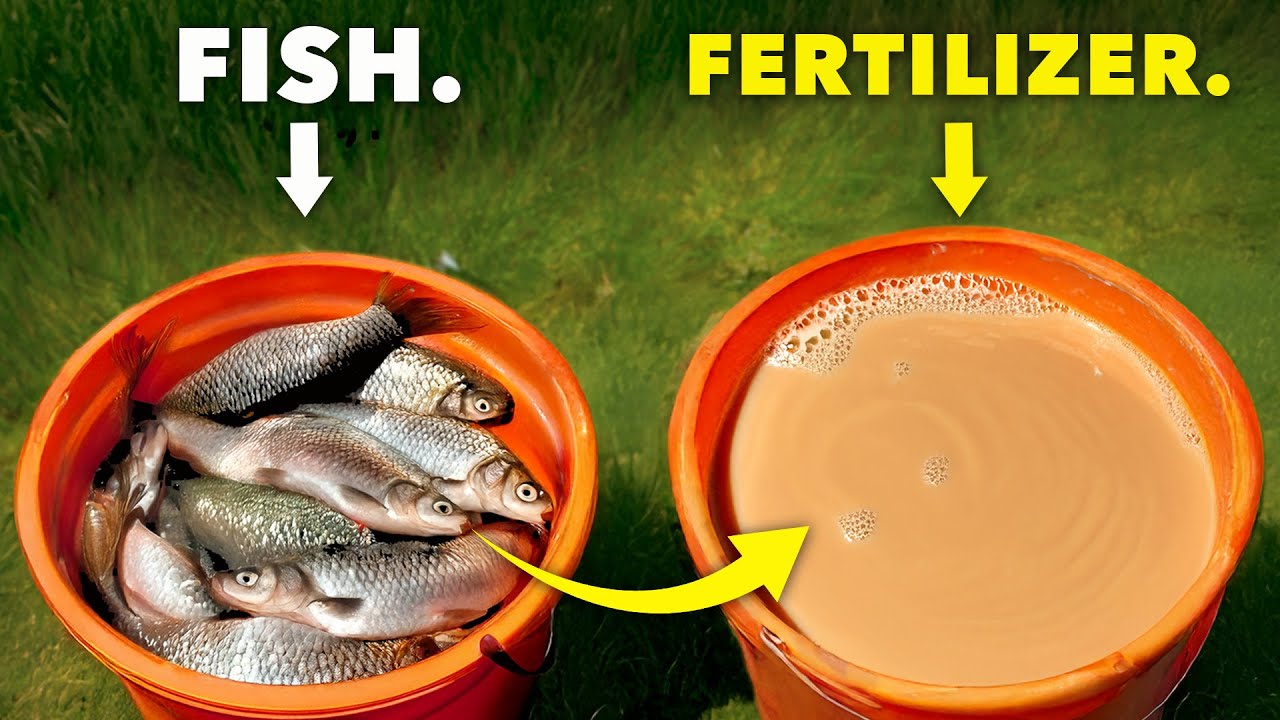 Better than Miracle Gro: Make Fertilizer from Fish Scraps