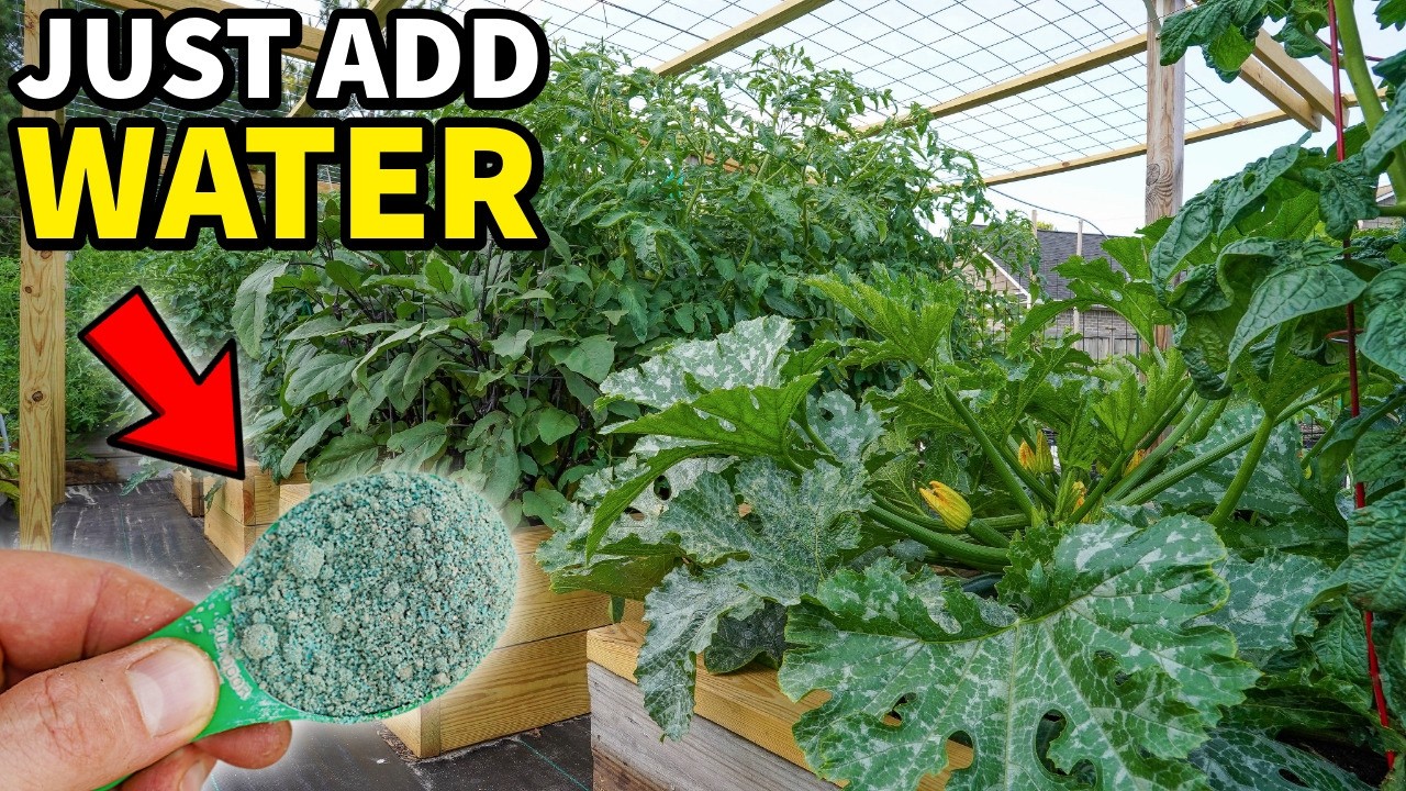 Enhance Plant Growth and Fruit Production Simply by Adding Water