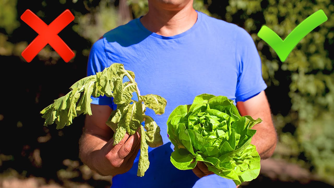 STOP Salad Crops Failing in Summer (Beat the Heat)