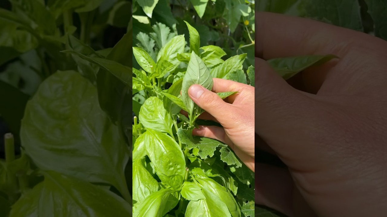 The New Basil Variety That’s Changing My Garden