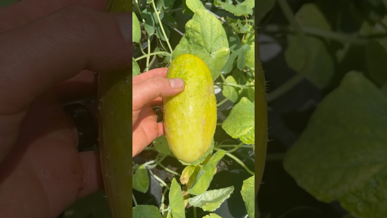 The Common Mistake That Can Destroy Your Cucumber Plants