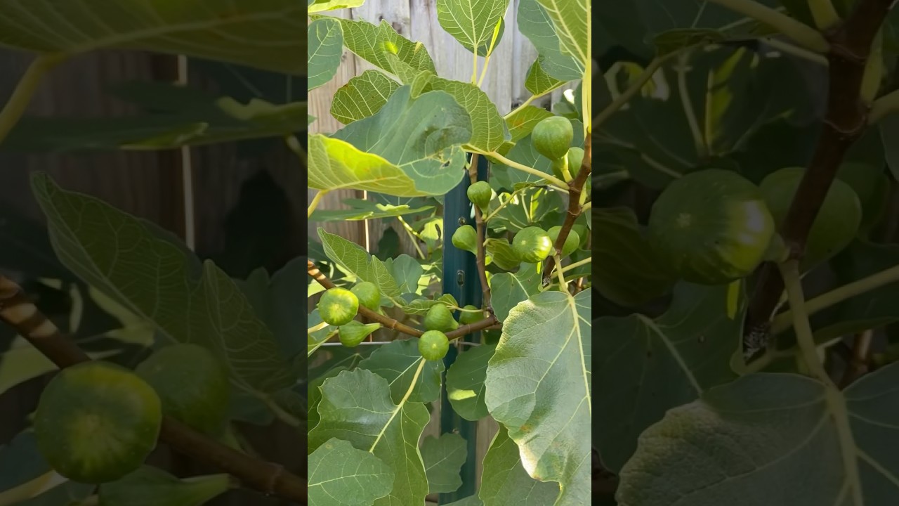 The Top 3 Fig Varieties to Watch in 2025