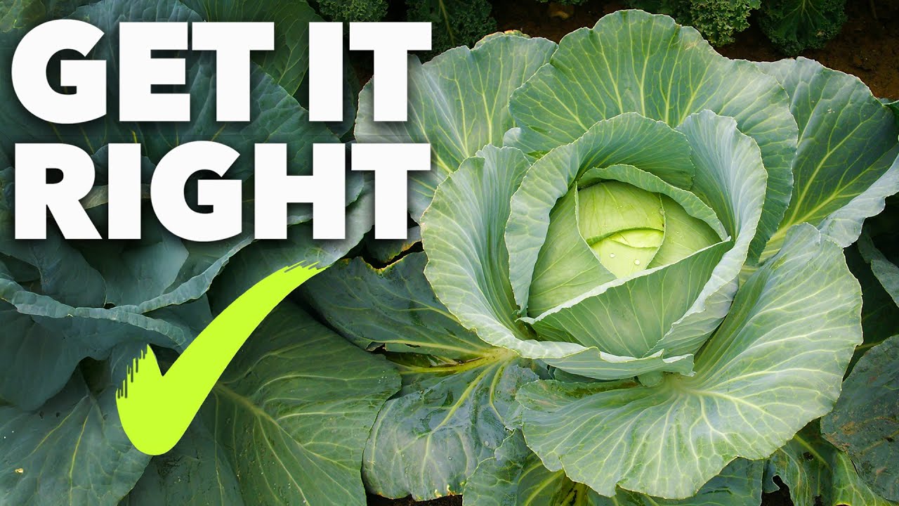 Mastering Cabbage Cultivation: Unlock the Secret to Year-Round Harvests