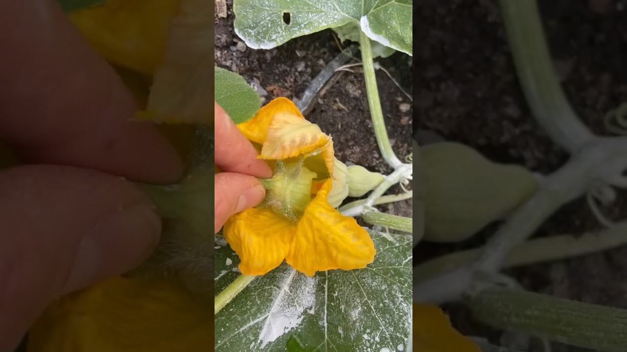 Hand Pollinating Squash And Zucchini For Huge Harvests!