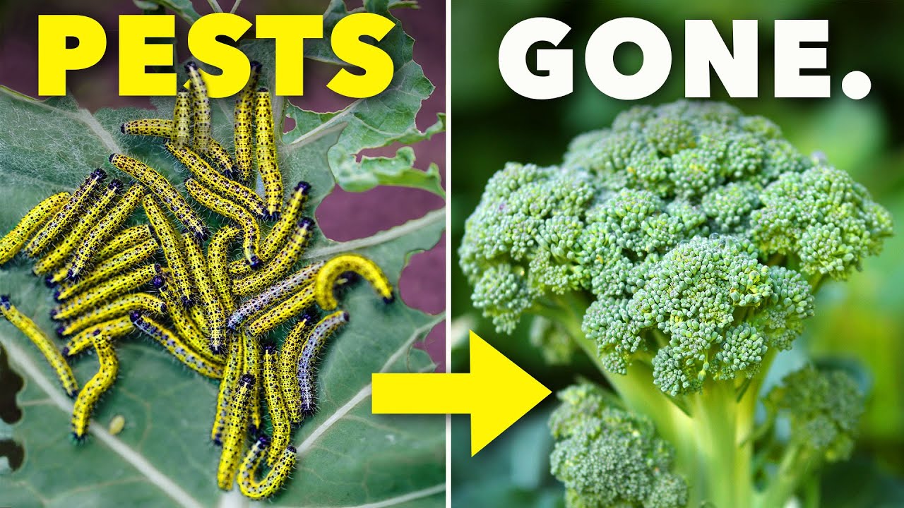 Effective Strategies Smart Gardeners Use to Keep Pests at Bay