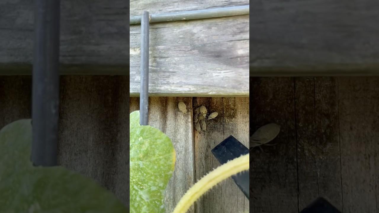 The Easiest Method to Eliminate Dozens of Squash Bugs