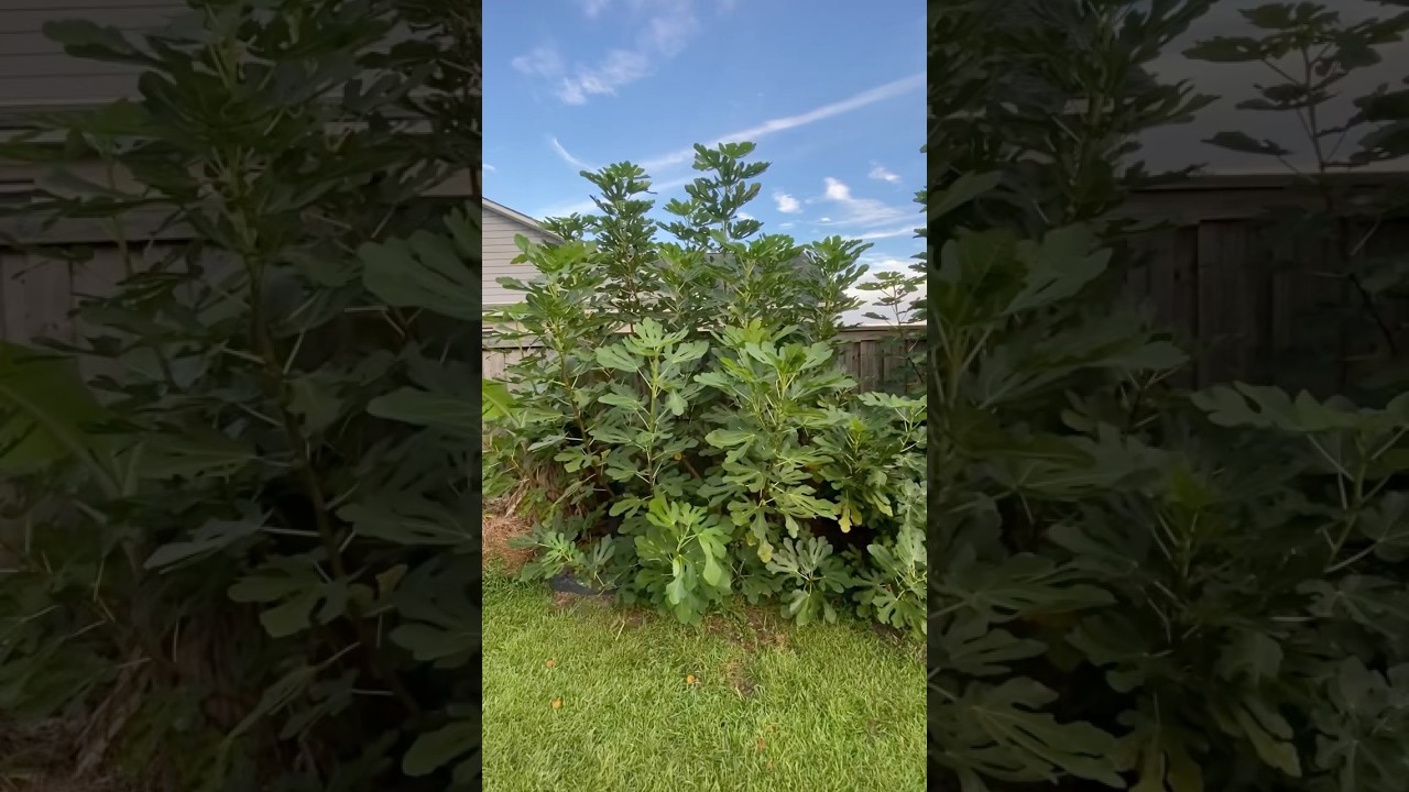 Discovering the Greatest Fig in My Garden