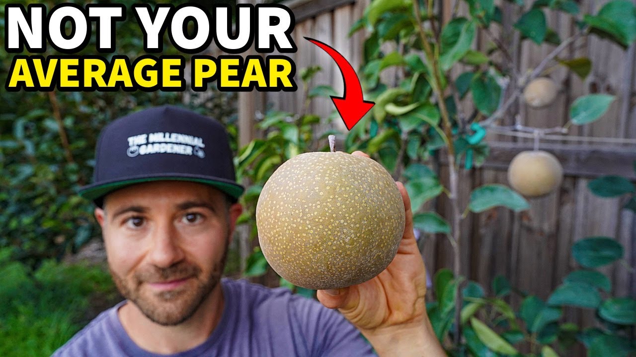 This Beautiful Pear Tree Grows Butterscotch Candy In Your Yard!