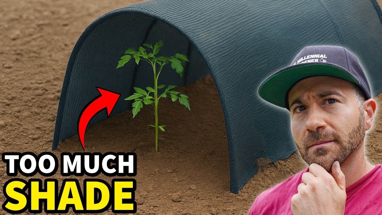 4 Signs That Your Plants Are Receiving Excessive Shade