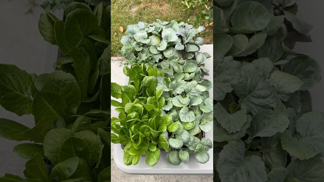 Avoid This Common Mistake That Could Kill Your Transplants