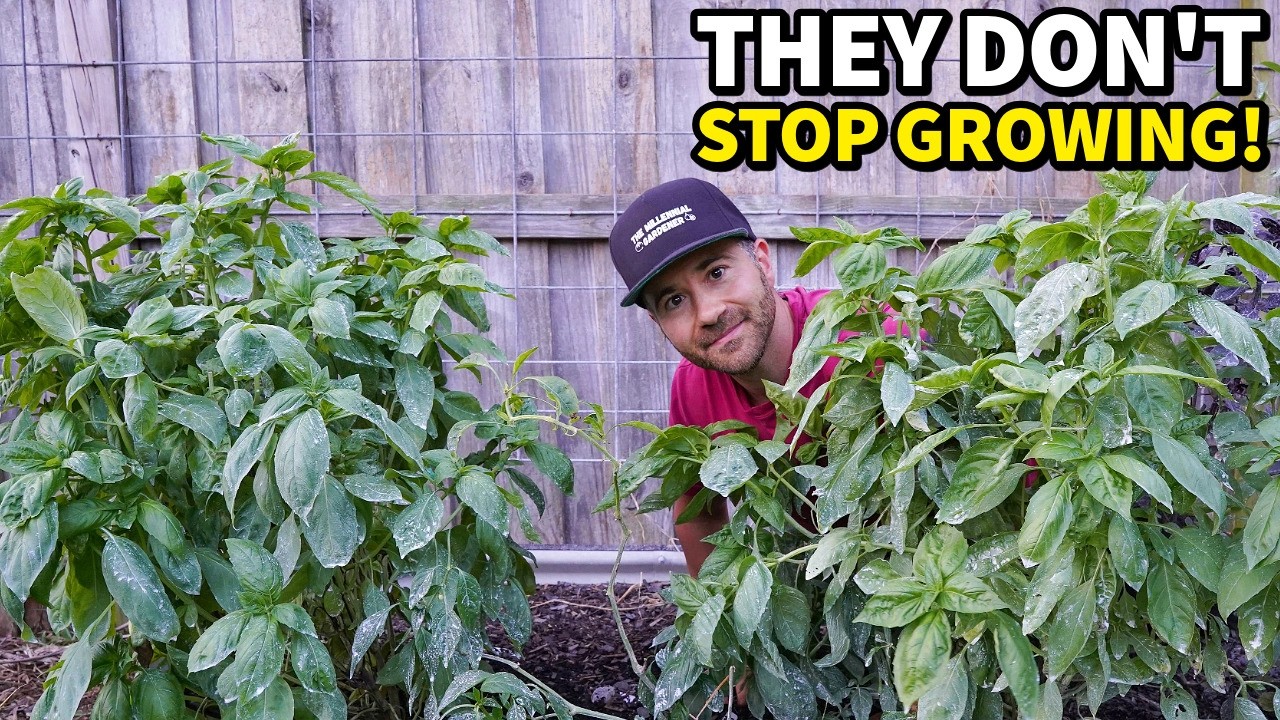 I Tested The AMAZING New Basil That Fixes EVERYTHING!