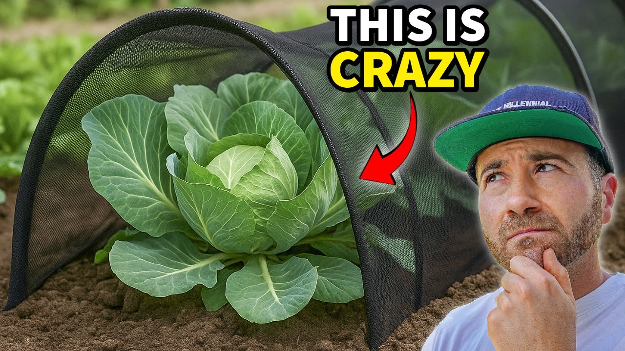 Testing the Innovative Netting That Safeguards Every Crop