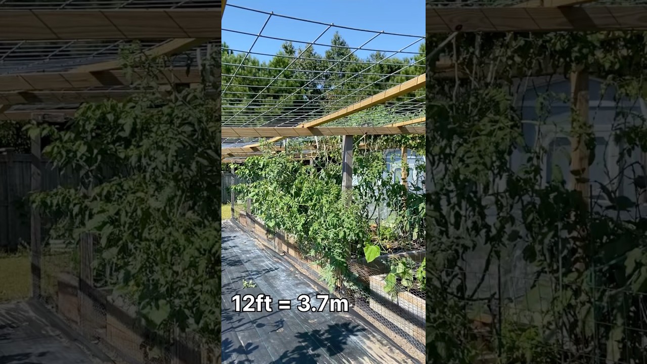 The Hidden Key to Growing 12-Foot-Tall Tomato Plants