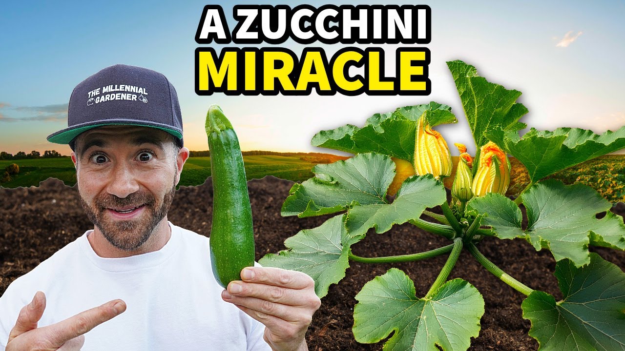 This Innovative Method for Growing Zucchini Will Change the Game