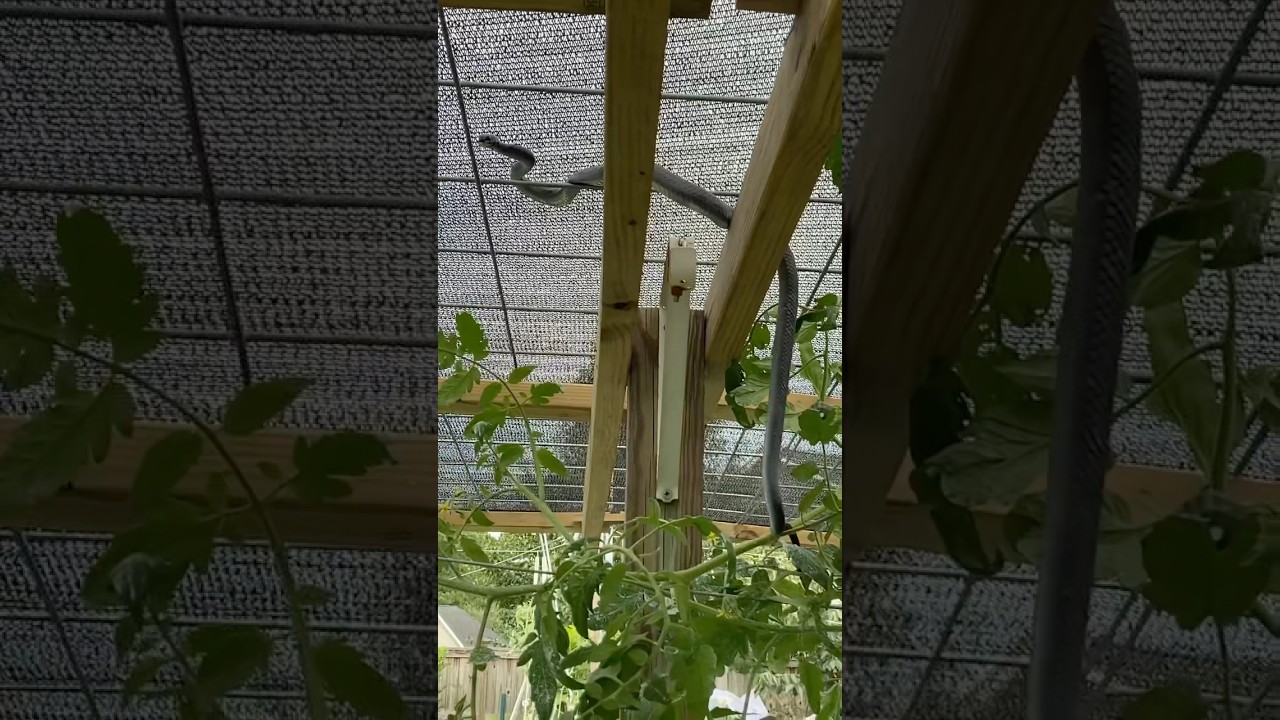 When A Snake CLIMBS Your Tomatoes AS You’re Tying Them 🐍