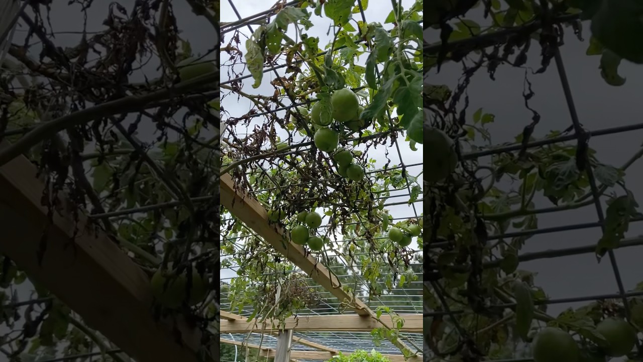 Have You Ever Seen Tomatoes Grown This Way?