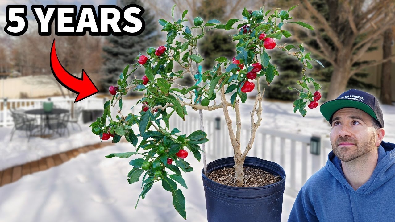 My 5-Year Journey Overwintering Pepper Plants: What I Learned