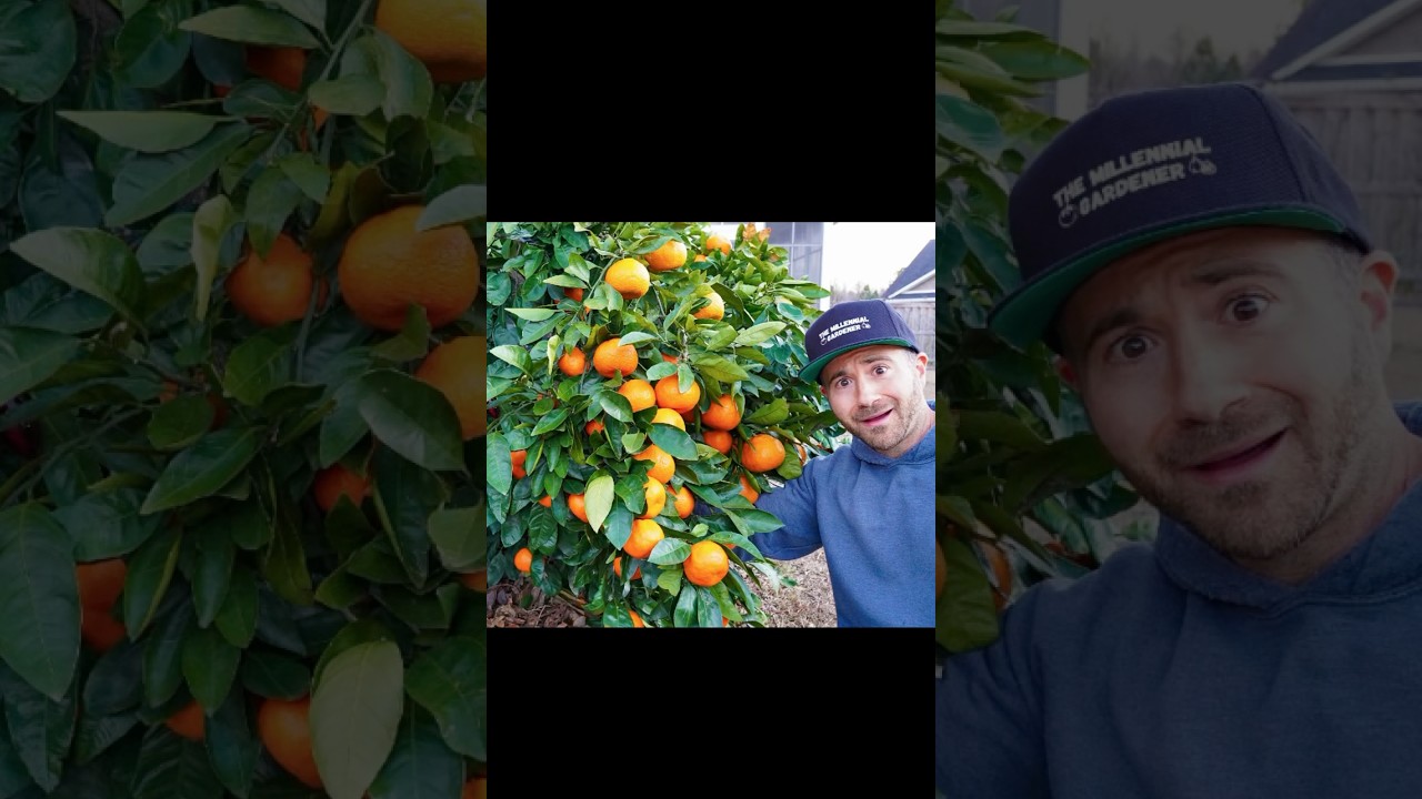 Our Worst Citrus Harvest Year Ever: What Went Wrong