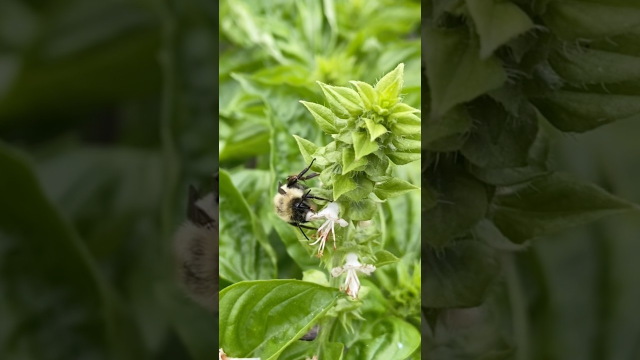 The Bees Were Completely Frozen