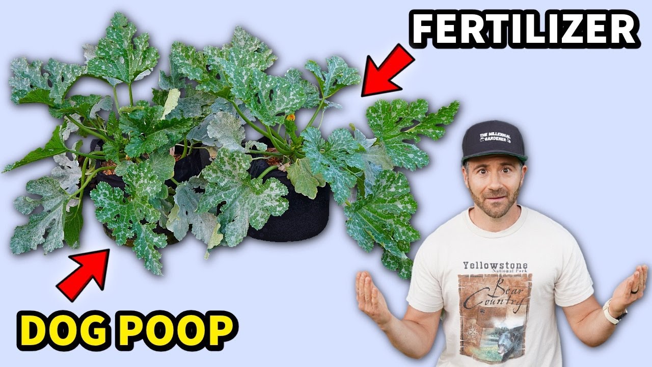 The Surprising Effects of Growing Vegetables in Dog Waste