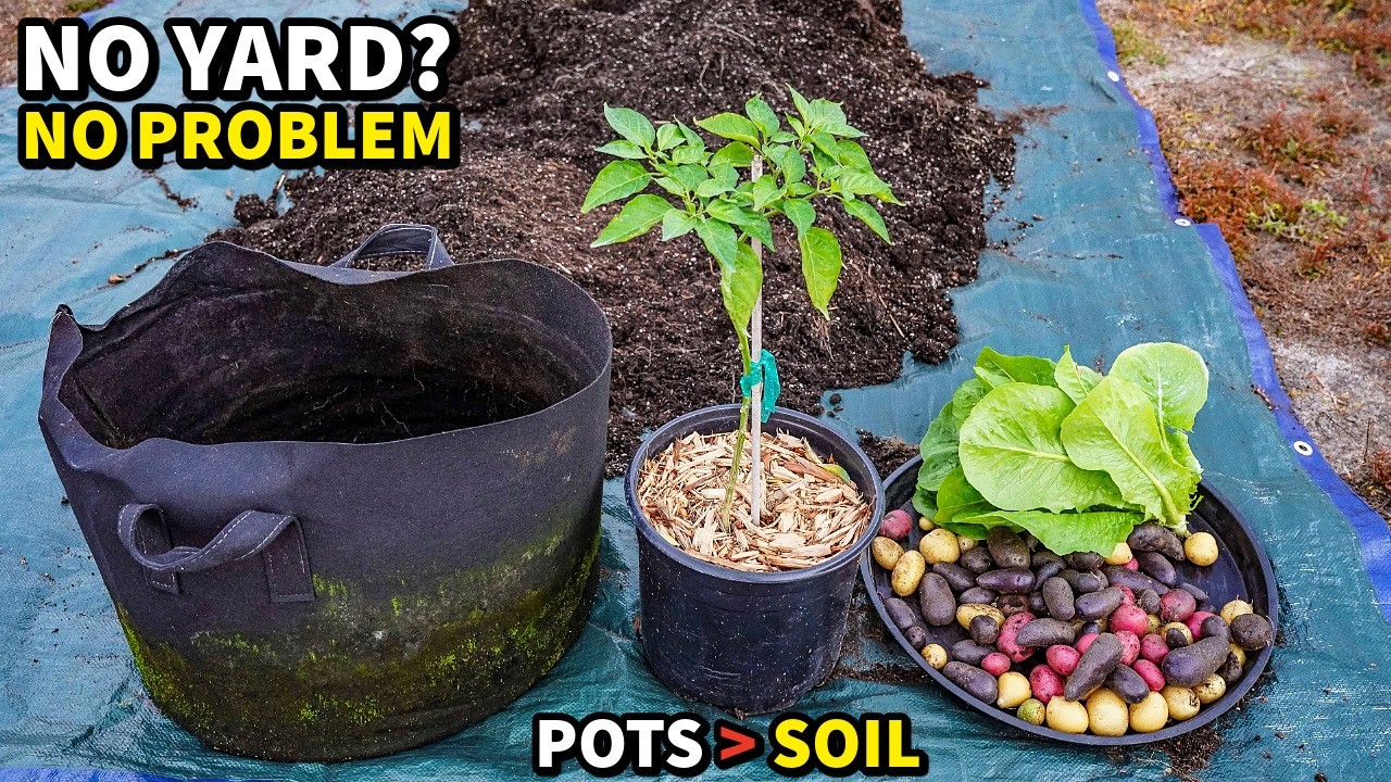5 Vegetables That GROW BETTER In Pots Than In Ground!