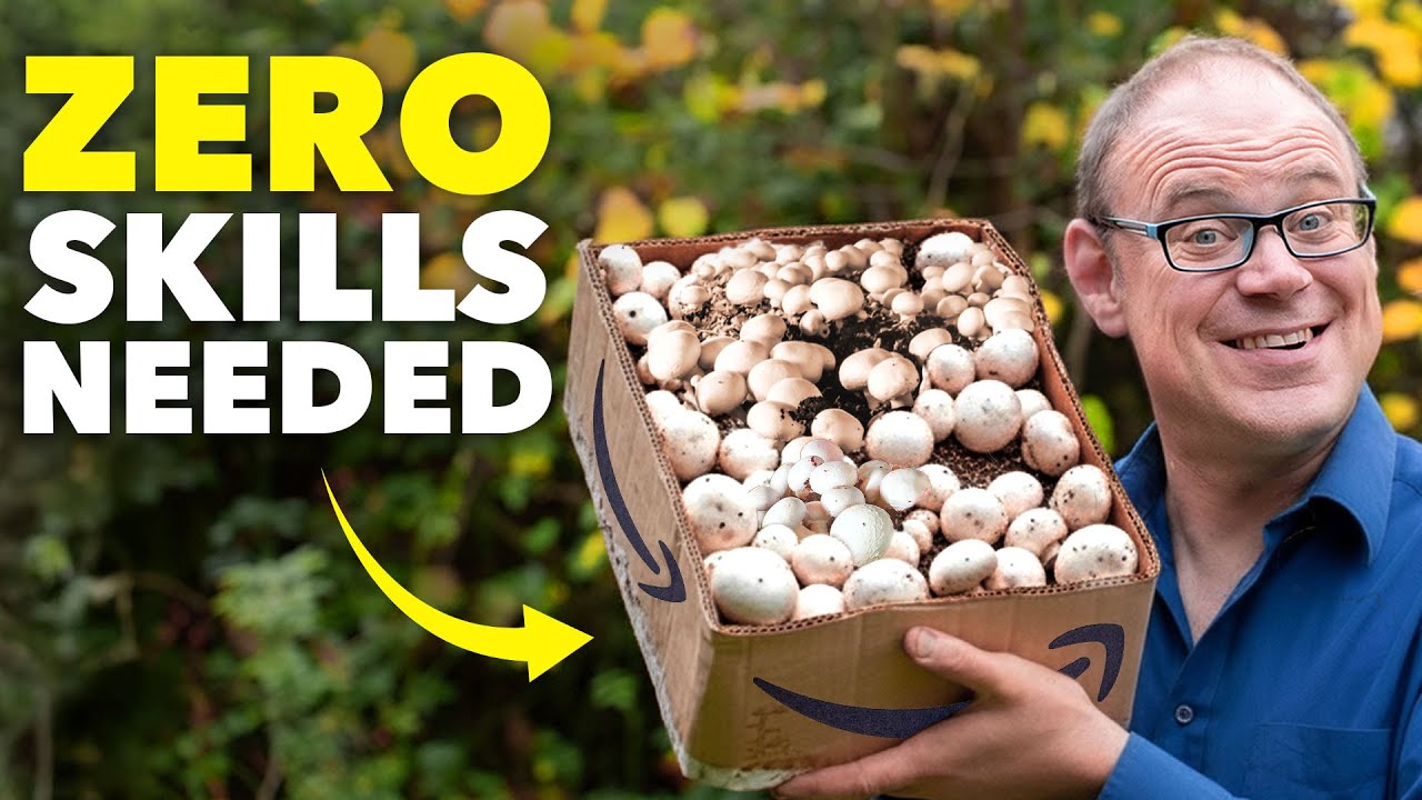 How to Grow Mushrooms in a Cardboard Box: A Simple Zero-Skill Guide