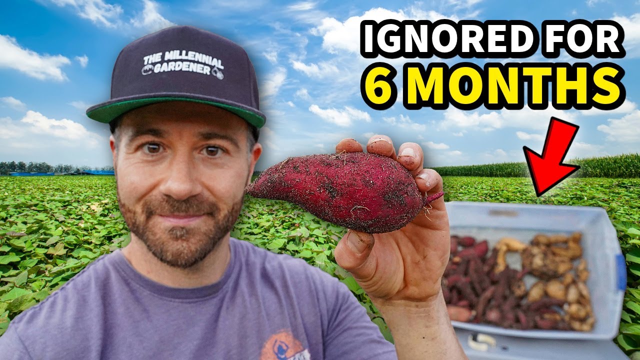 I IGNORED My Sweet Potatoes For 6 MONTHS To Double My Harvest!