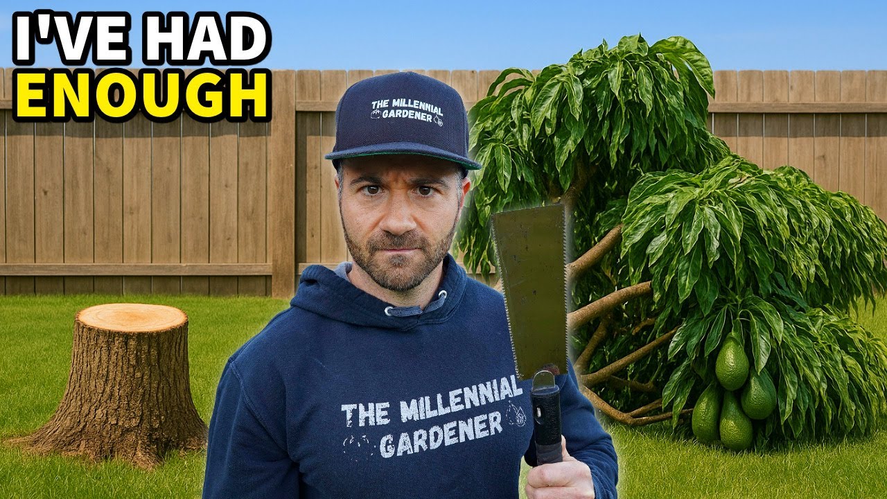 My Final Effort to Encourage This Stubborn Tree to Bear Fruit