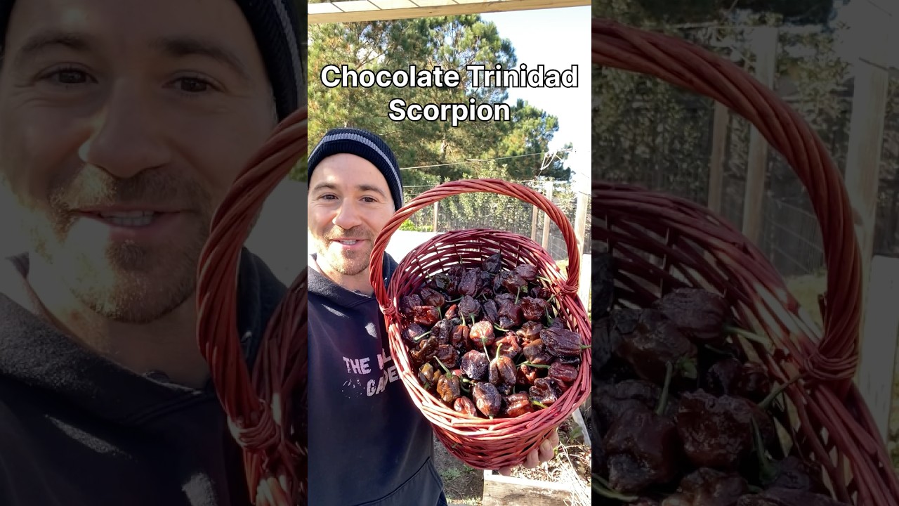 Discover These Flavorful Hot Peppers That Will Ignite Your Taste Buds