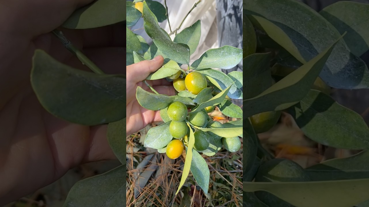 Fruits That Reach Ripeness in November and December