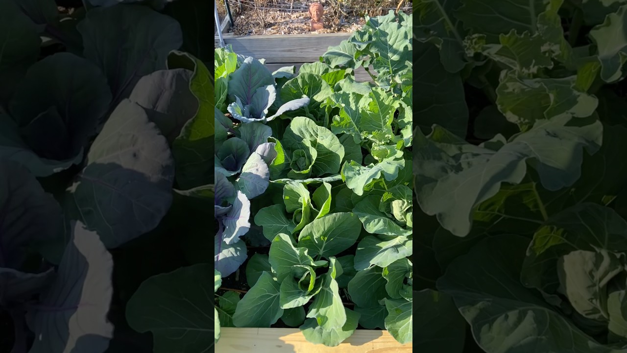 What Is Still Growing in November: All the Latest Updates