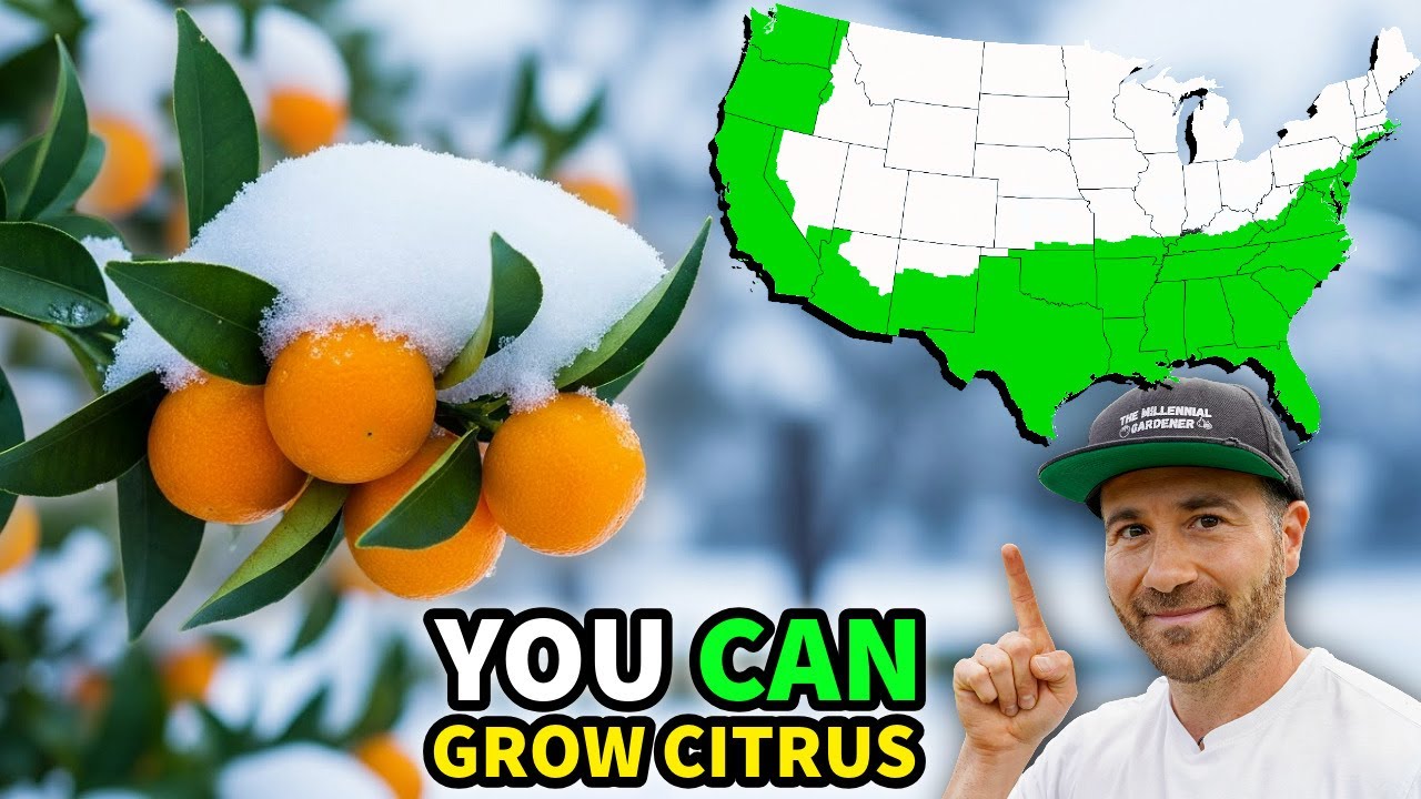 12 Insanely COLD HARDY CITRUS You Can ACTUALLY Grow In Ground!