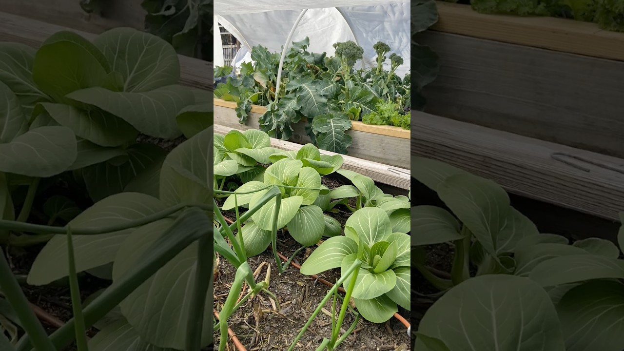 How I Safeguard My Garden During Extreme Cold Conditions