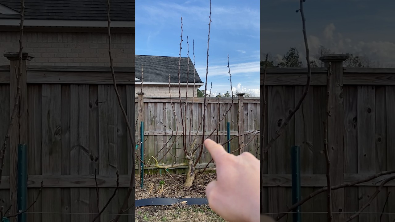 Warning: Don’t Prune Your Trees Yet!